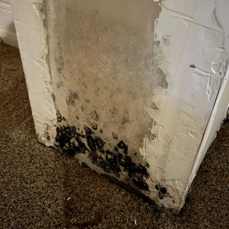 Professional Mold Removal in Fall River, WI
